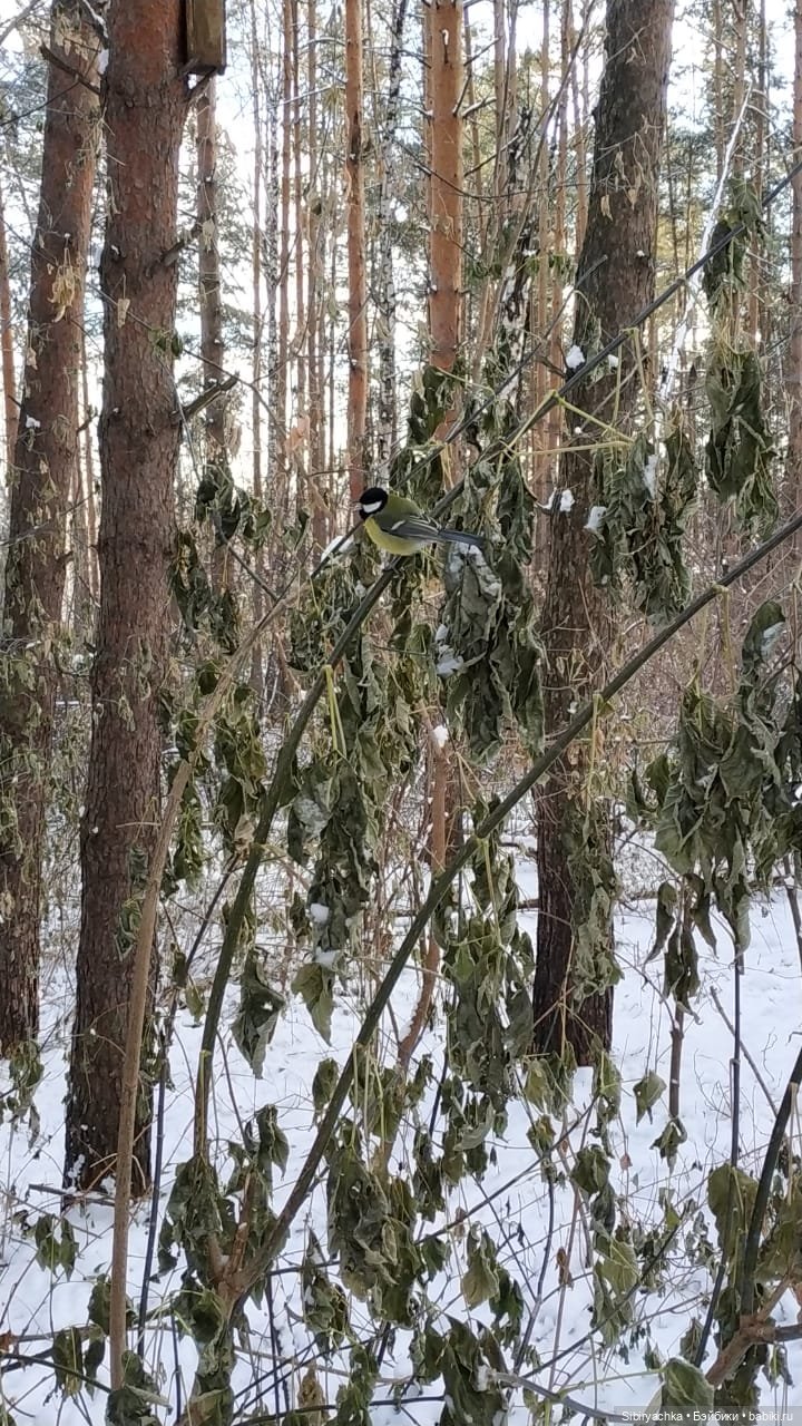 Юляшкина прогулка в погожий ноябрьский денёк | Бэйбики Юляшкина прогулка в погожий ноябрьский денёк