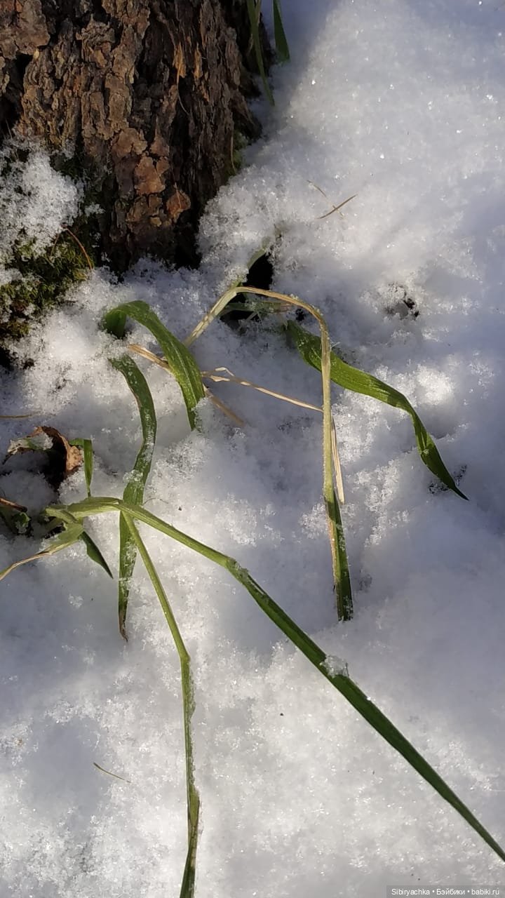 Юляшкина прогулка в погожий ноябрьский денёк | Бэйбики Юляшкина прогулка в погожий ноябрьский денёк