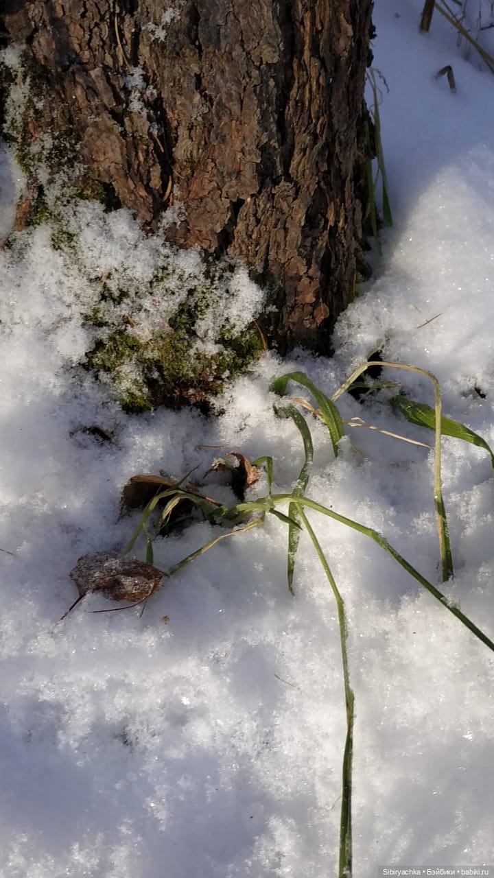 Юляшкина прогулка в погожий ноябрьский денёк | Бэйбики Юляшкина прогулка в погожий ноябрьский денёк