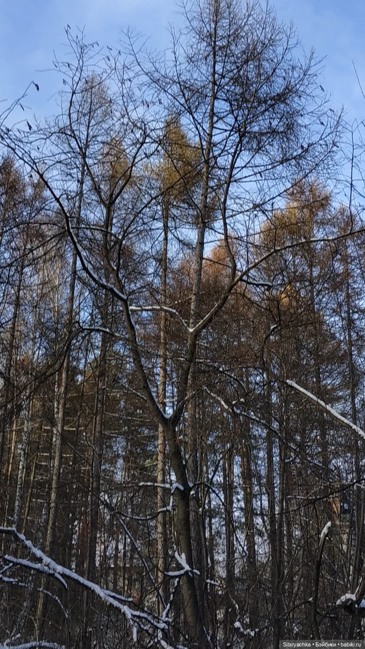 Юляшкина прогулка в погожий ноябрьский денёк | Бэйбики Юляшкина прогулка в погожий ноябрьский денёк