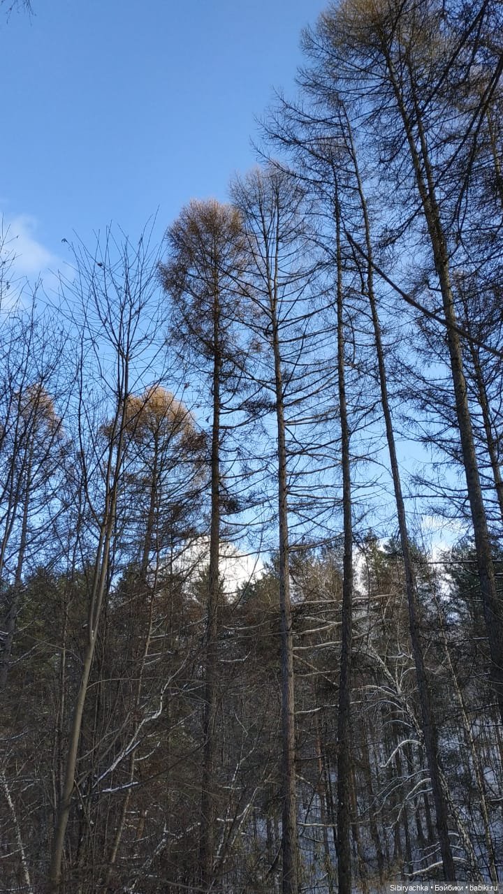 Юляшкина прогулка в погожий ноябрьский денёк | Бэйбики Юляшкина прогулка в погожий ноябрьский денёк