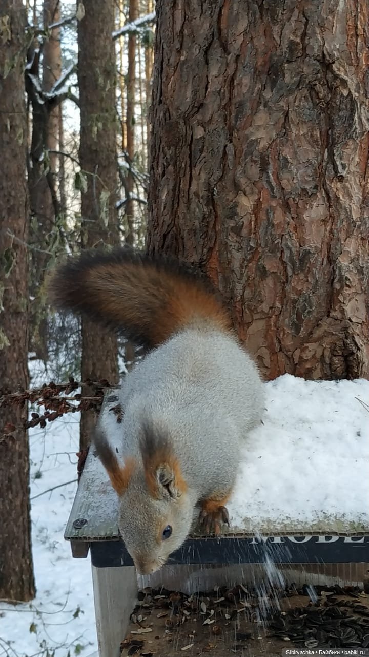 Юляшкина прогулка в погожий ноябрьский денёк | Бэйбики Юляшкина прогулка в погожий ноябрьский денёк