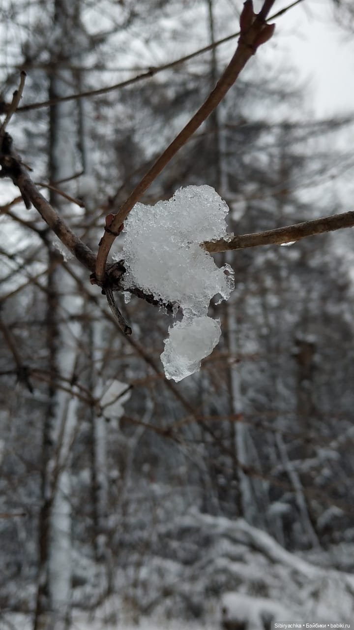 Зимняя сказка в сибирском лесу