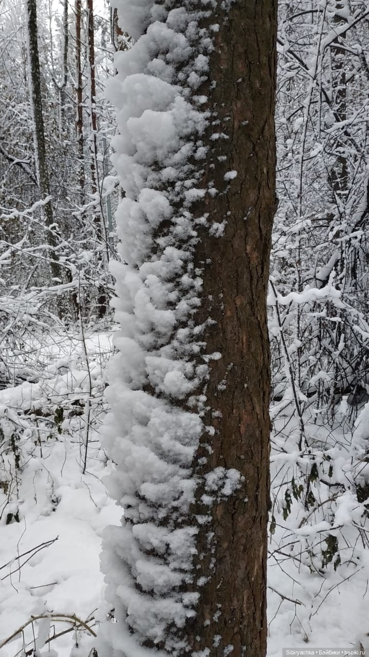 Зимняя сказка в сибирском лесу