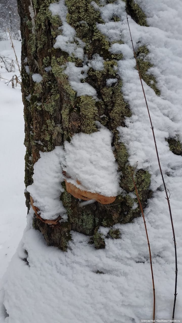Зимняя сказка в сибирском лесу