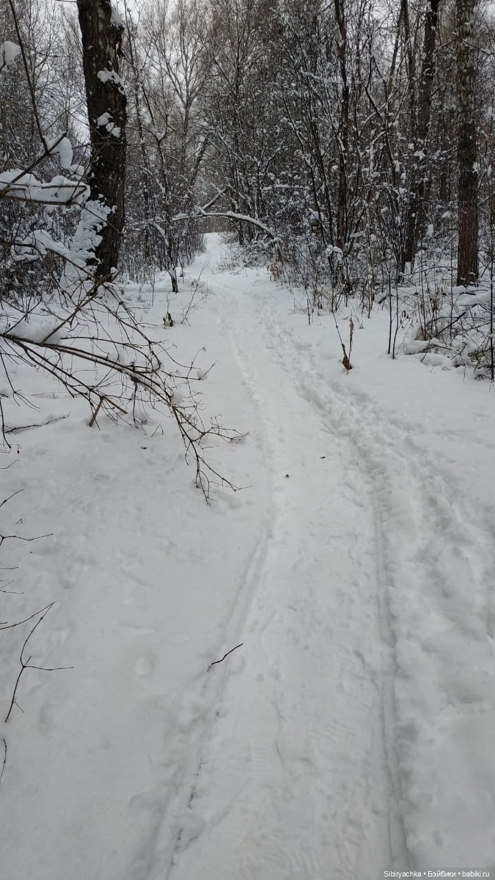 Зимняя сказка в сибирском лесу
