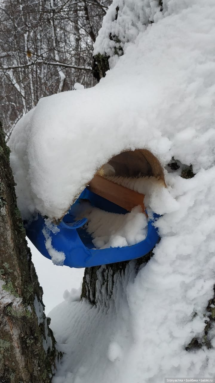 Зимняя сказка в сибирском лесу