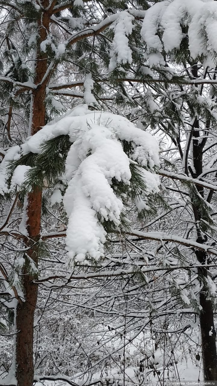 Зимняя сказка в сибирском лесу