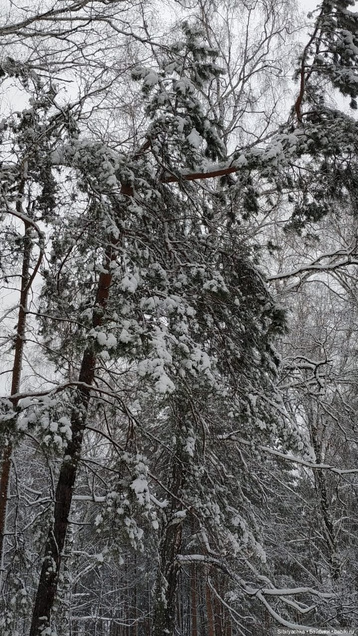 Зимняя сказка в сибирском лесу