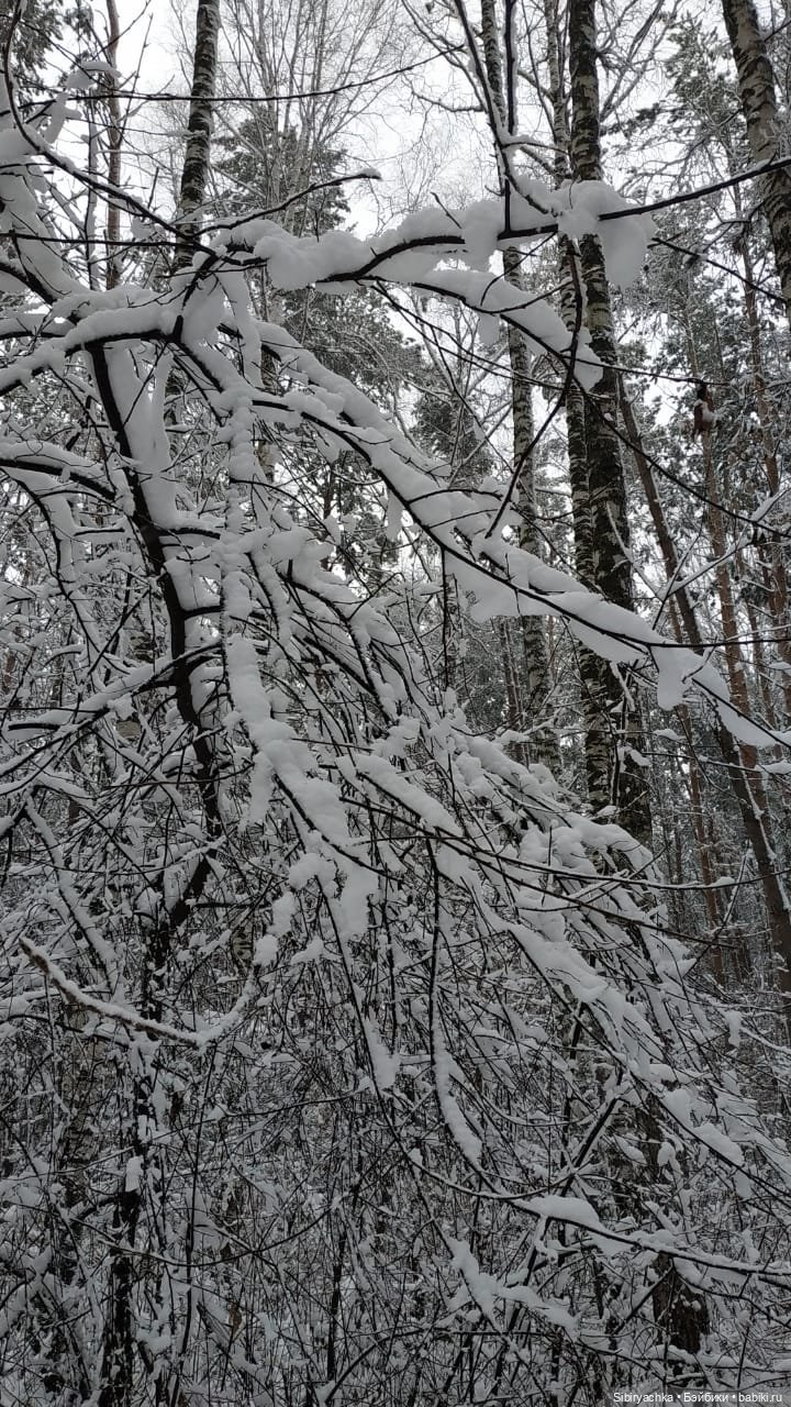 Зимняя сказка в сибирском лесу (фото 3)