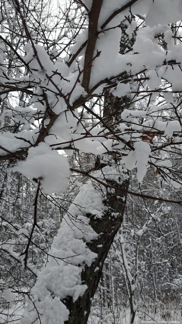 Зимняя сказка в сибирском лесу