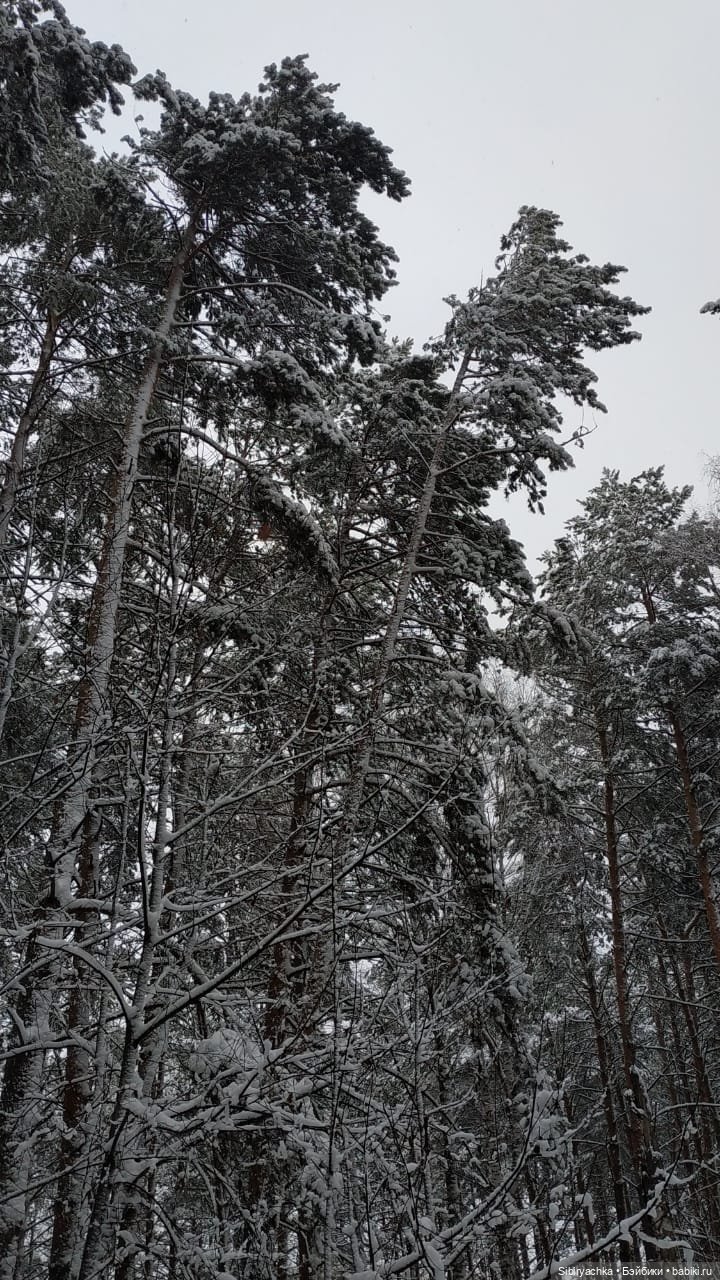 Зимняя сказка в сибирском лесу