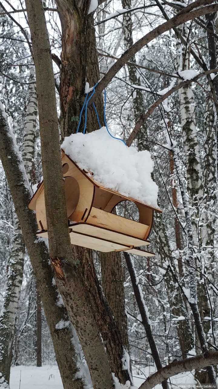 Зимняя сказка в сибирском лесу