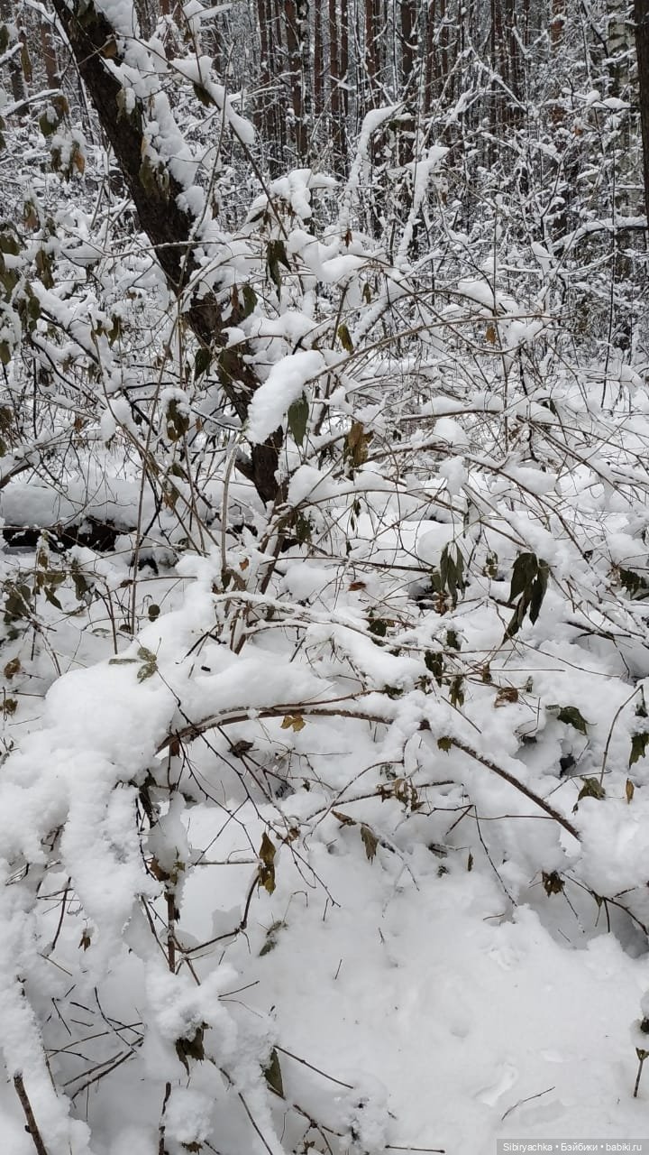 Зимняя сказка в сибирском лесу (фото 5)