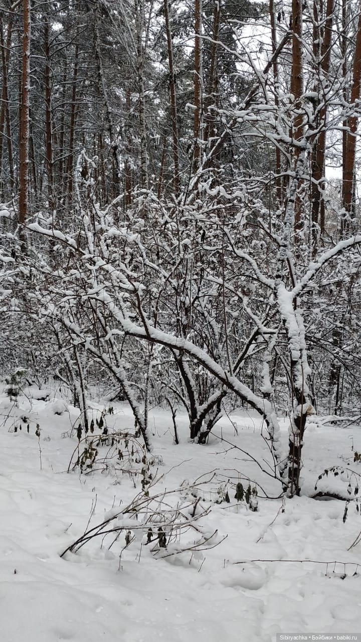 Зимняя сказка в сибирском лесу