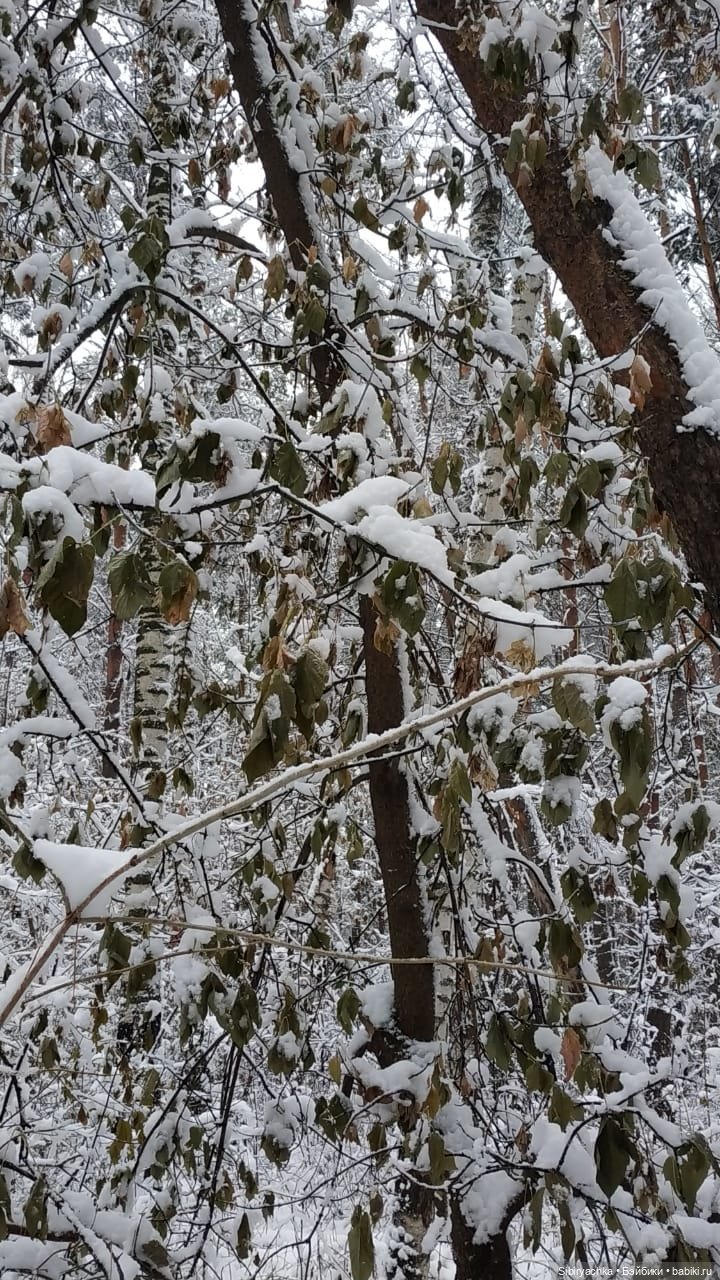 Зимняя сказка в сибирском лесу (фото 4)