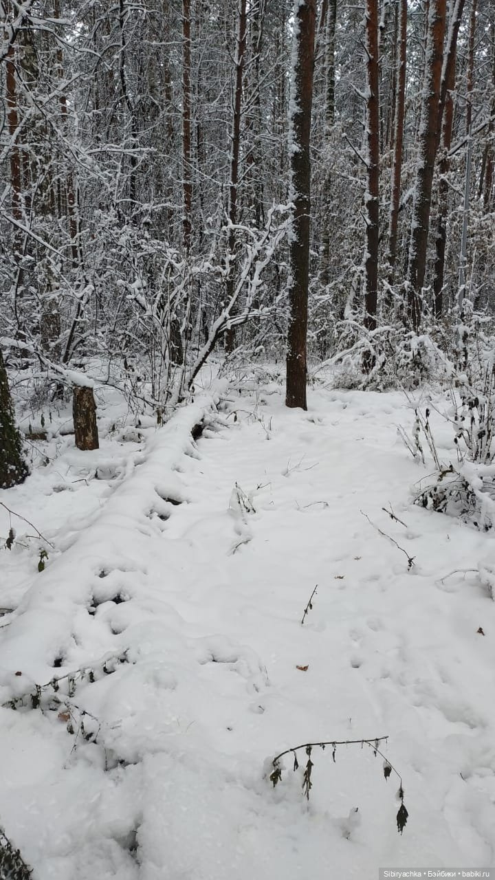 Зимняя сказка в сибирском лесу (фото 6)