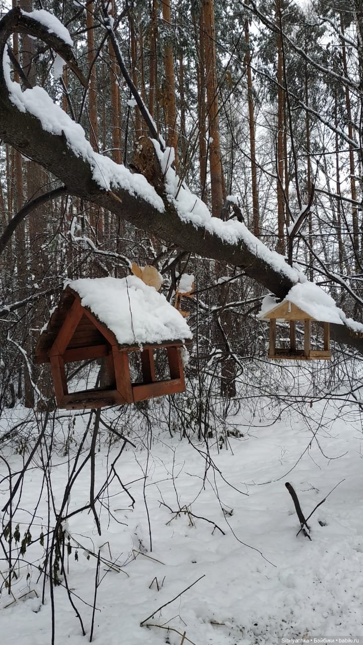 Зимняя сказка в сибирском лесу