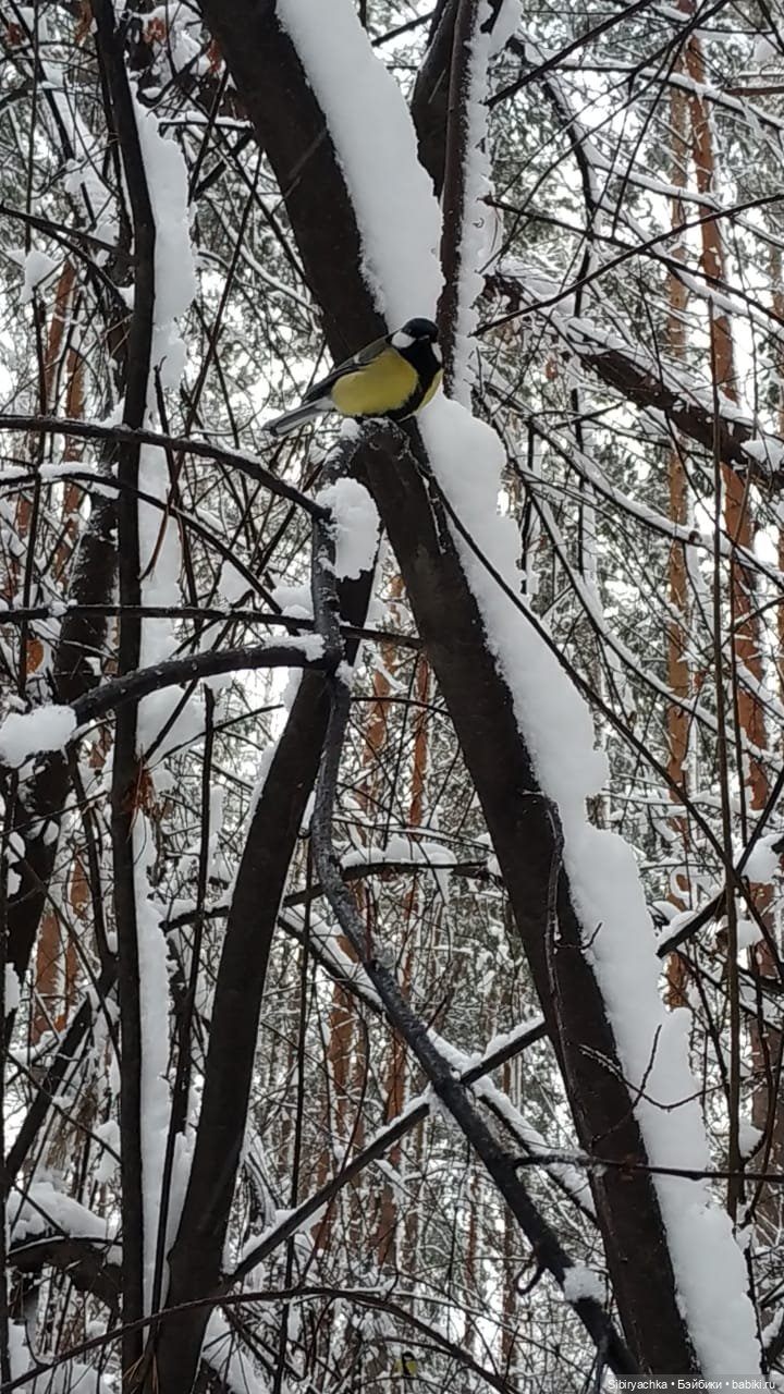 Зимняя сказка в сибирском лесу