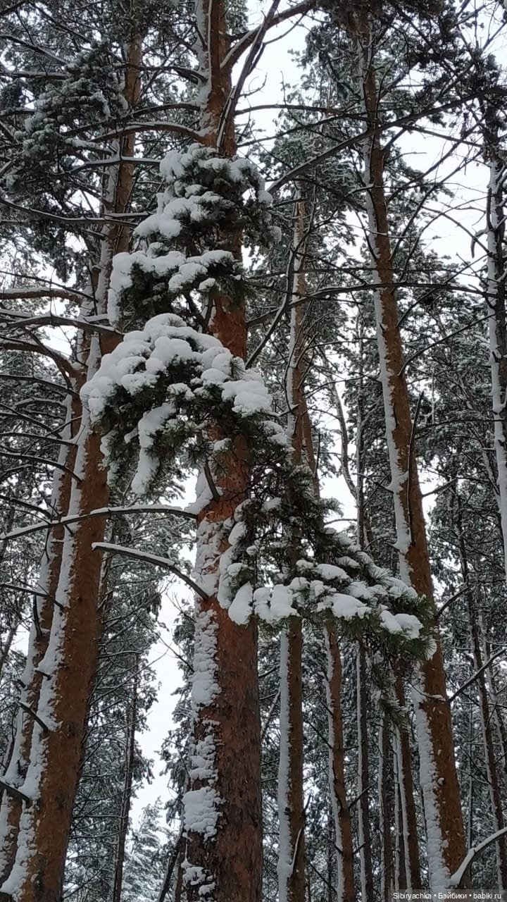 Зимняя сказка в сибирском лесу