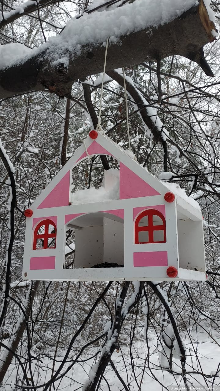 Зимняя сказка в сибирском лесу