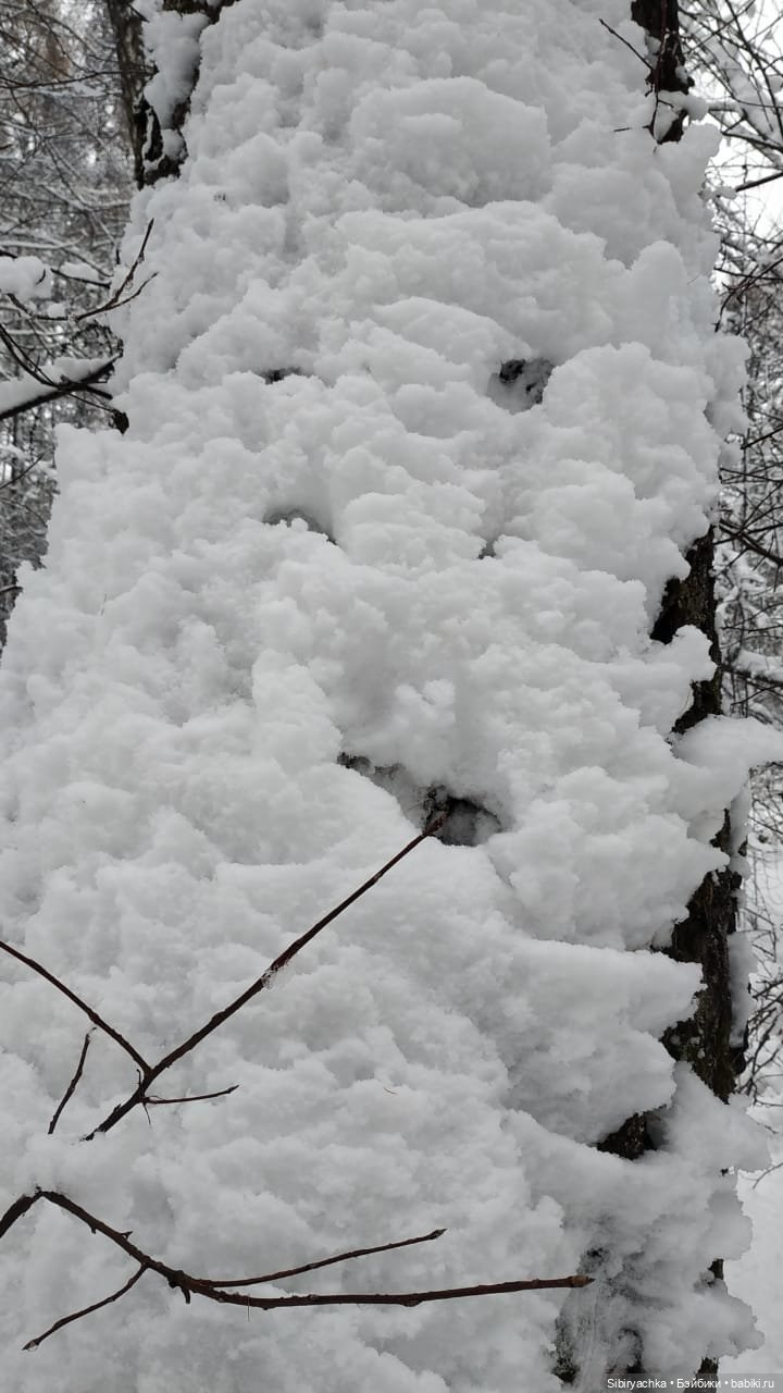 Зимняя сказка в сибирском лесу