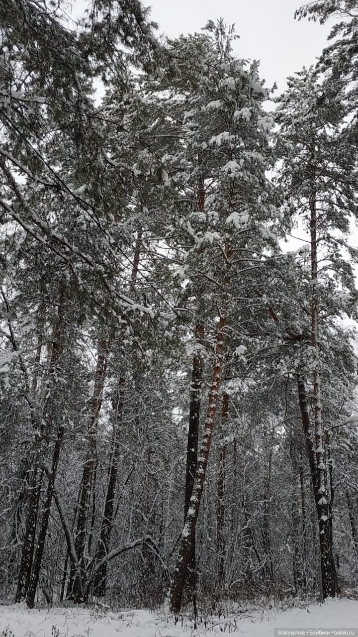 Зимняя сказка в сибирском лесу