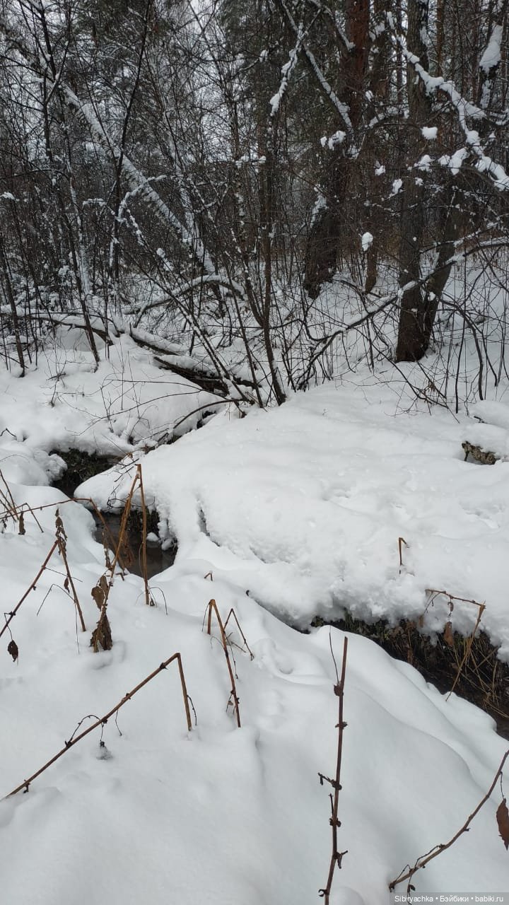 Зимняя сказка в сибирском лесу