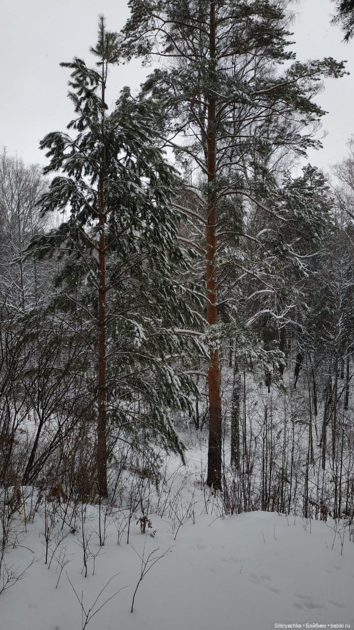 Зимняя сказка в сибирском лесу