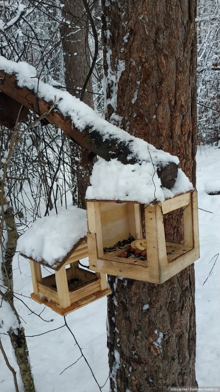 Зимняя сказка в сибирском лесу