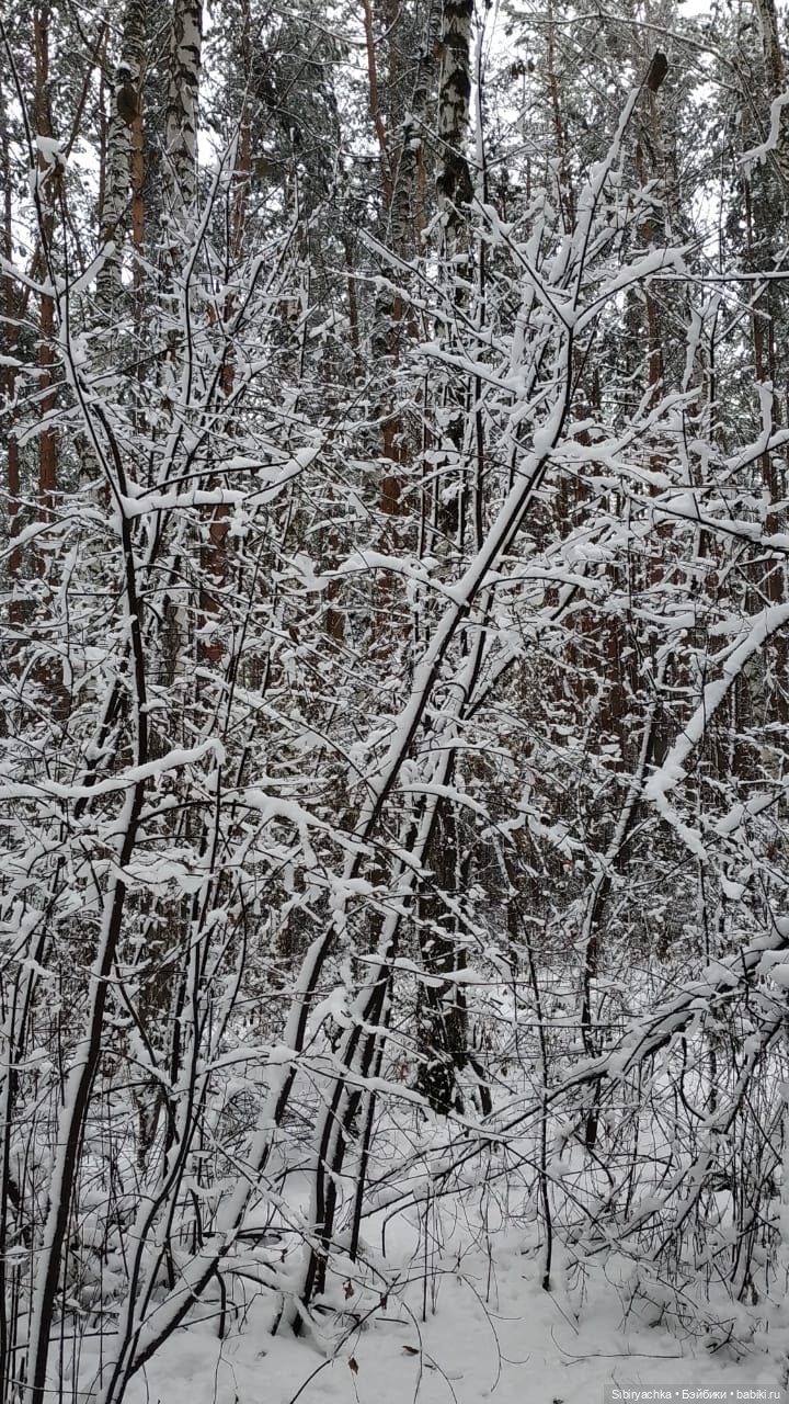 Зимняя сказка в сибирском лесу