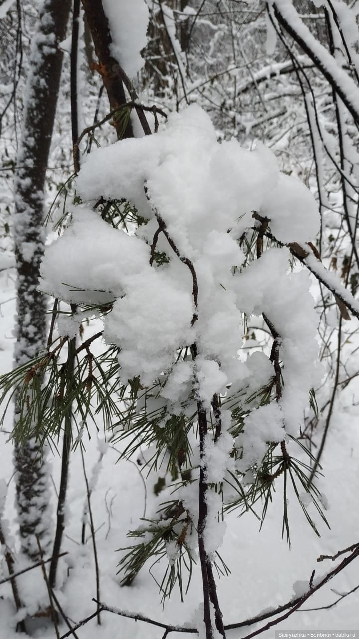 Зимняя сказка в сибирском лесу