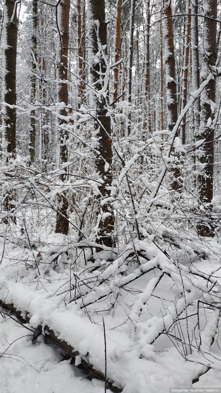 Зимняя сказка в сибирском лесу (фото 10)
