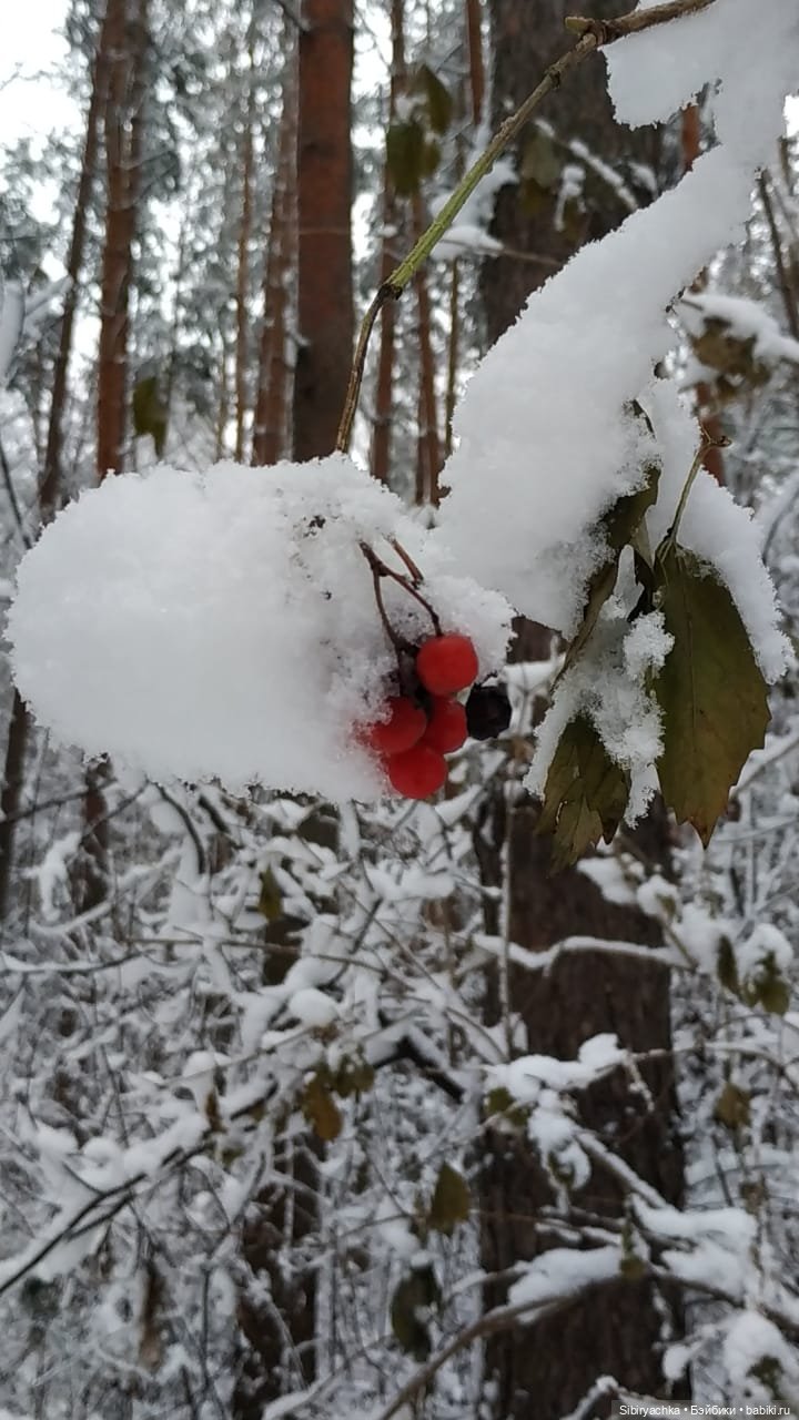 Зимняя сказка в сибирском лесу (фото 8)