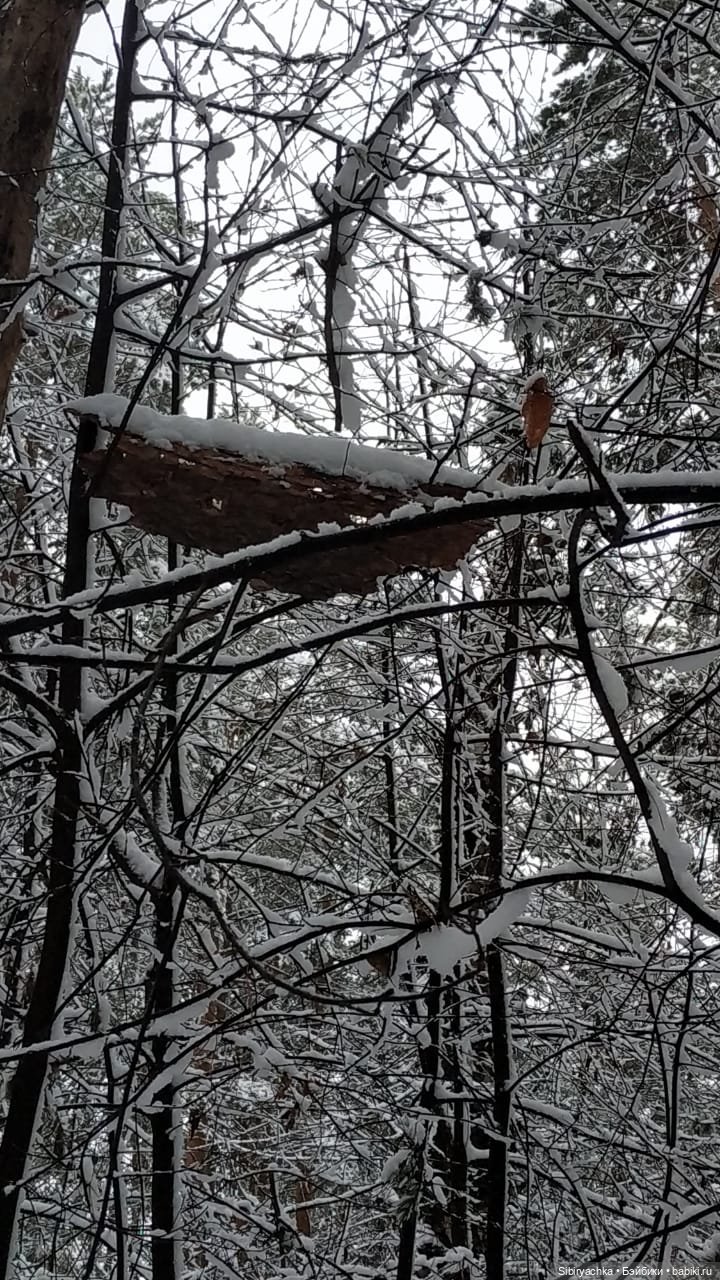 Зимняя сказка в сибирском лесу