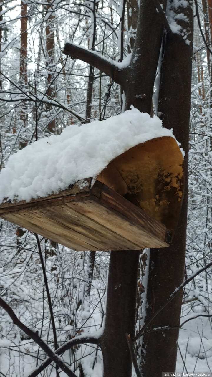 Зимняя сказка в сибирском лесу (фото 9)