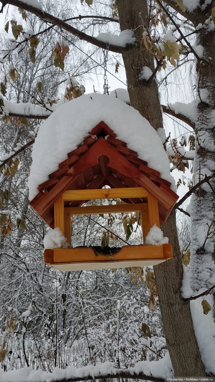 Зимняя сказка в сибирском лесу