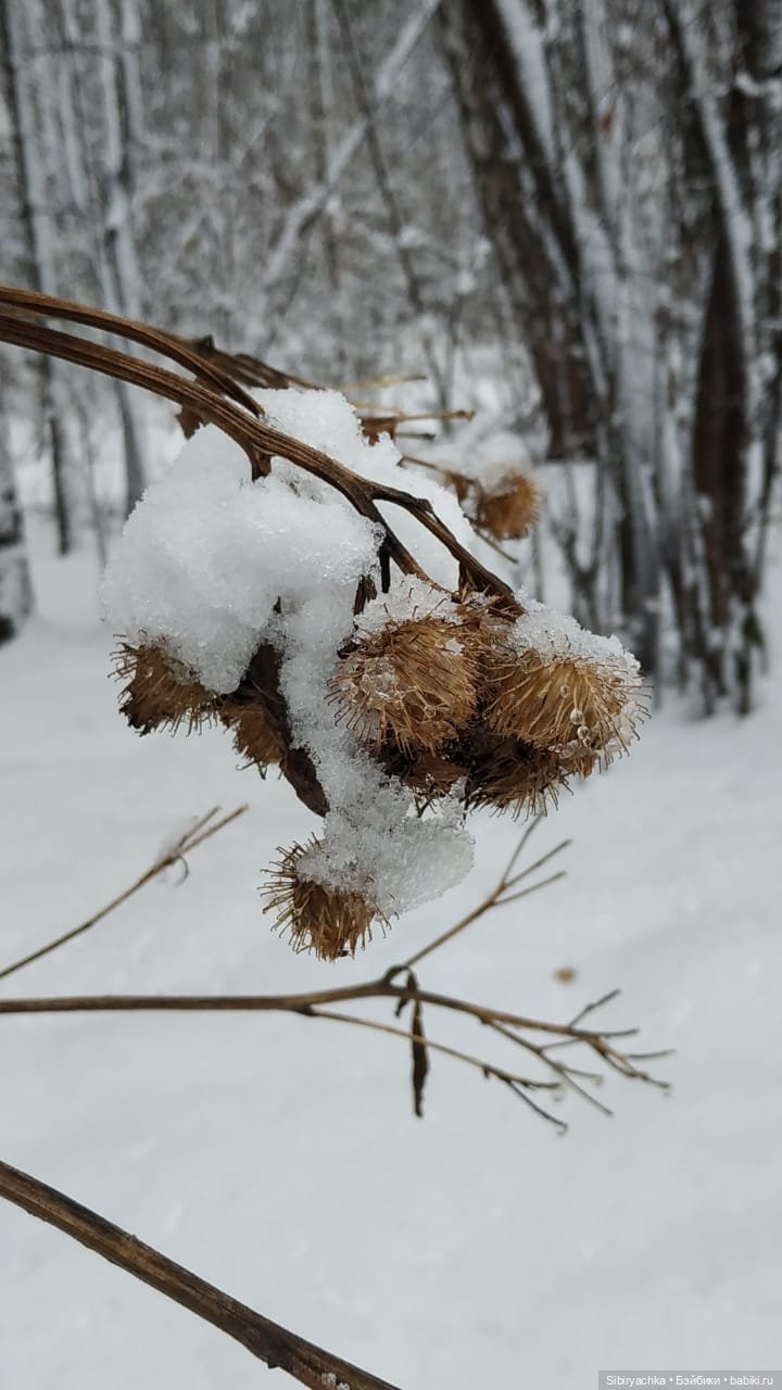 Зимняя сказка в сибирском лесу