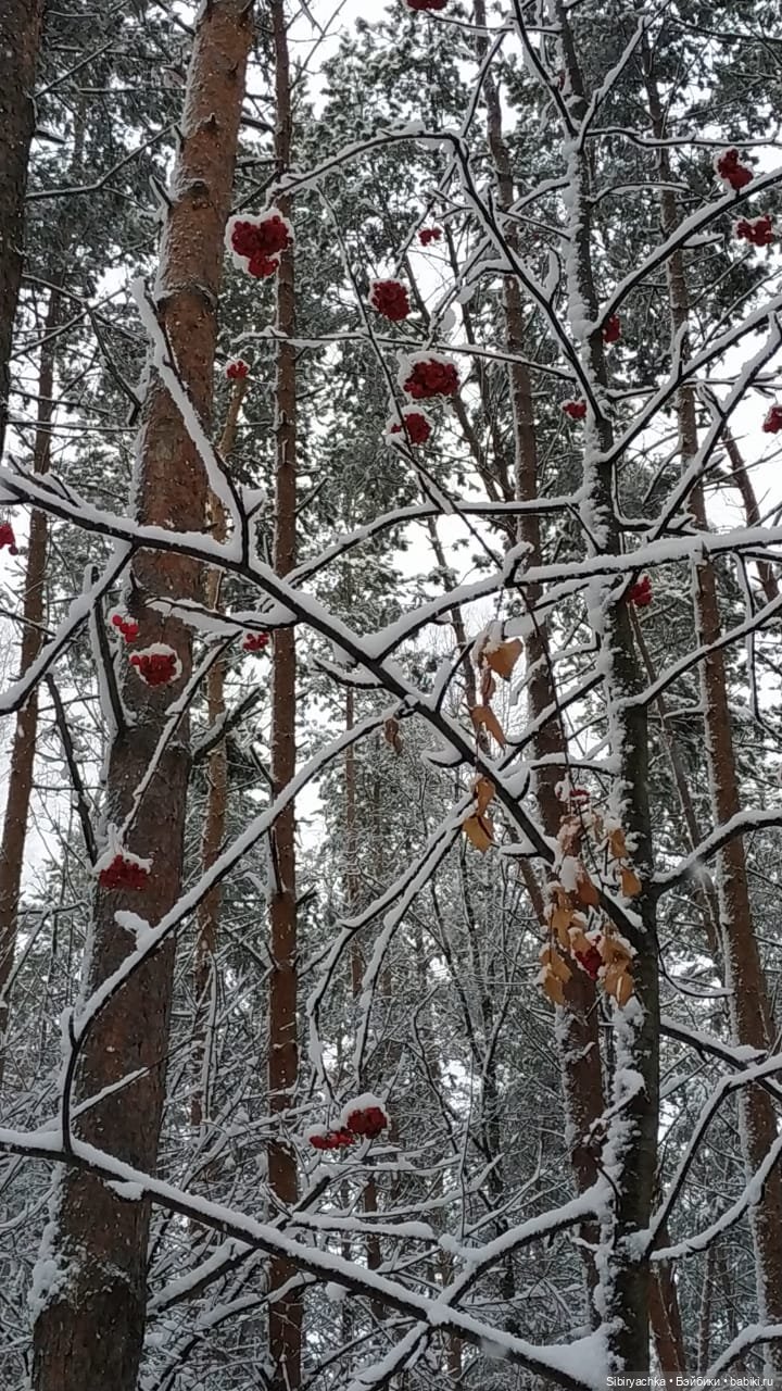 Зимняя сказка в сибирском лесу (фото 2)