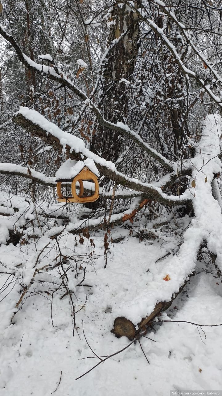 Зимняя сказка в сибирском лесу