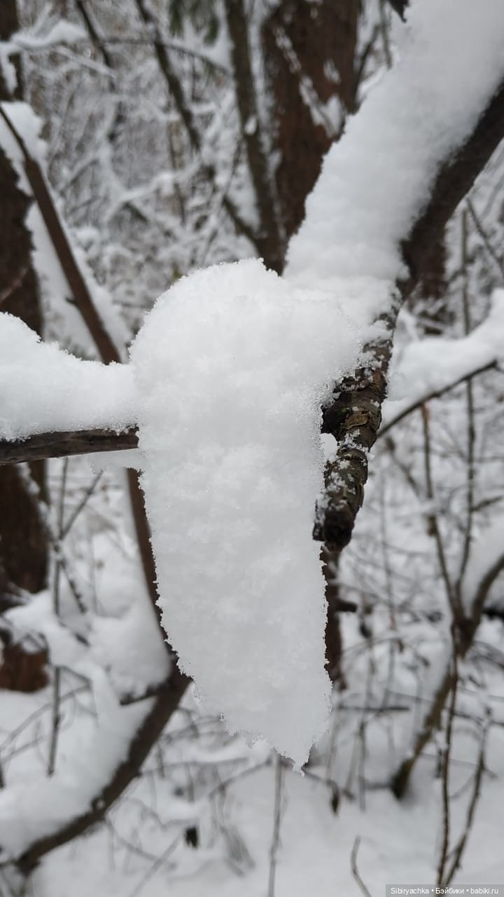 Зимняя сказка в сибирском лесу