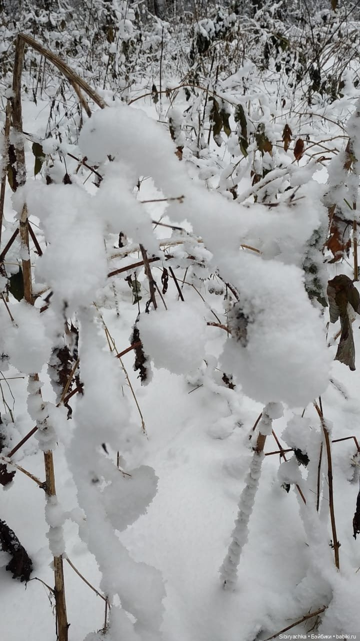 Зимняя сказка в сибирском лесу