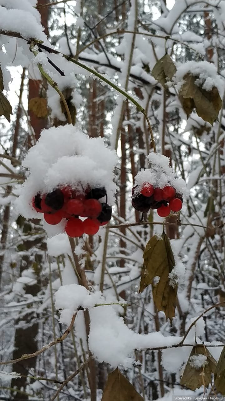 Зимняя сказка в сибирском лесу (фото 7)