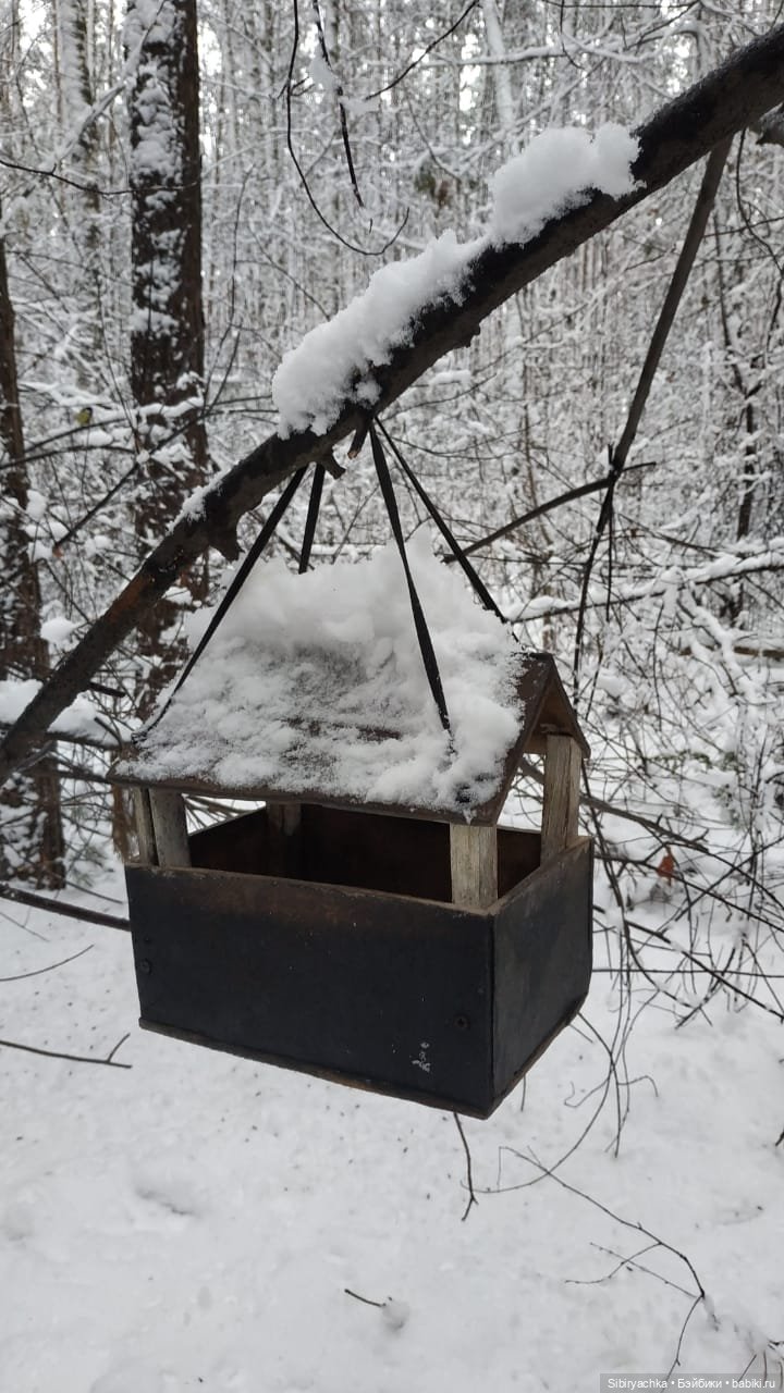 Зимняя сказка в сибирском лесу