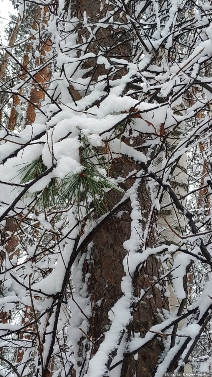 Зимняя сказка в сибирском лесу
