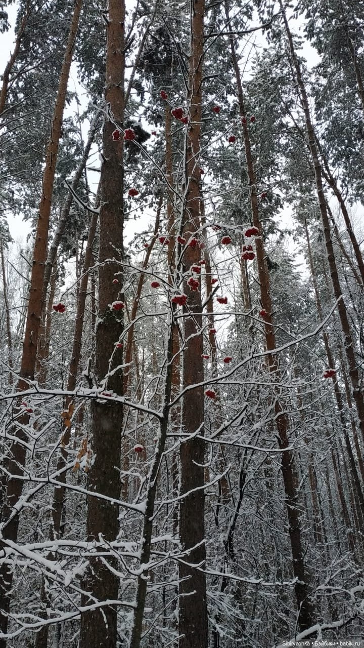 Зимняя сказка в сибирском лесу