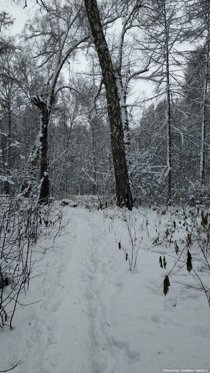 Зимняя сказка в сибирском лесу