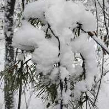 Зимняя сказка в сибирском лесу.