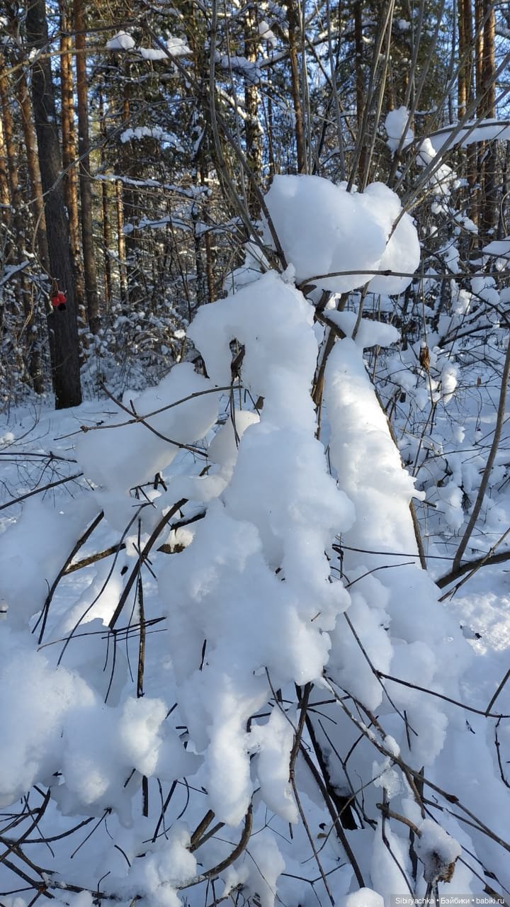 Снежно-хвойная прогулка Юляшки