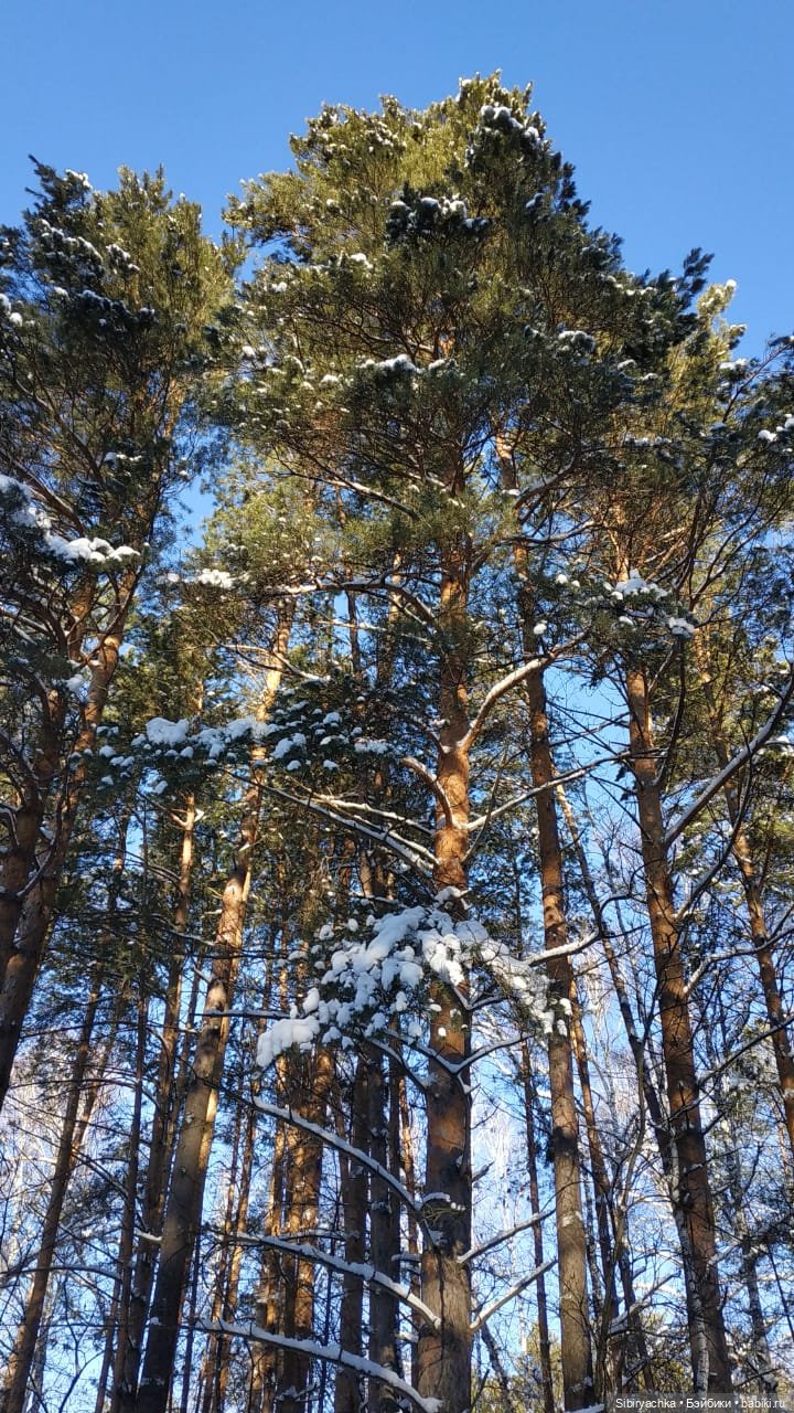 Снежно-хвойная прогулка Юляшки